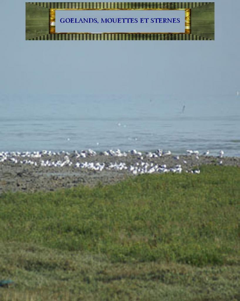 Mouettes - Sternes - Goelands