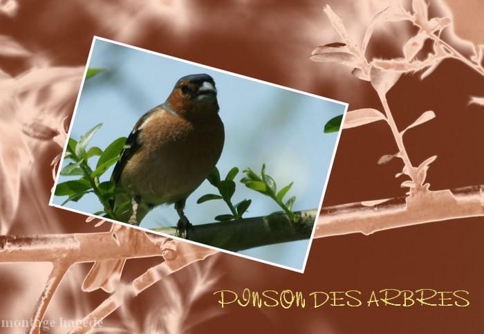 pinson des arbres pop