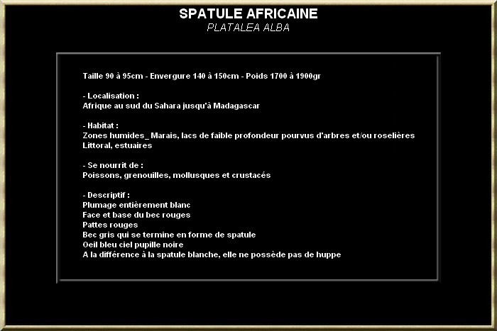 SPATULE AFRICAINE