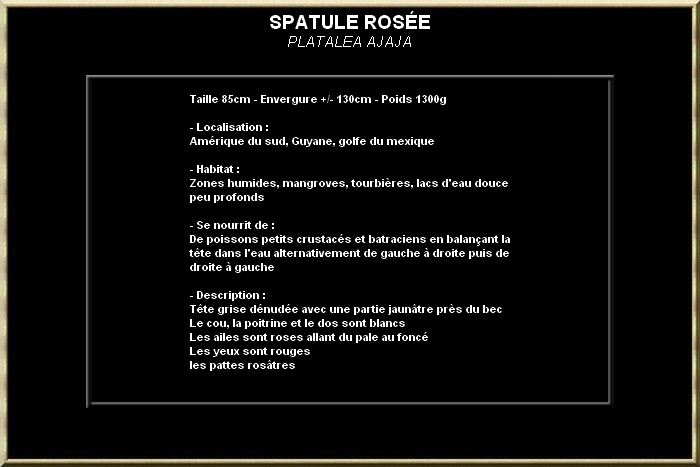 SPATULE ROSéE