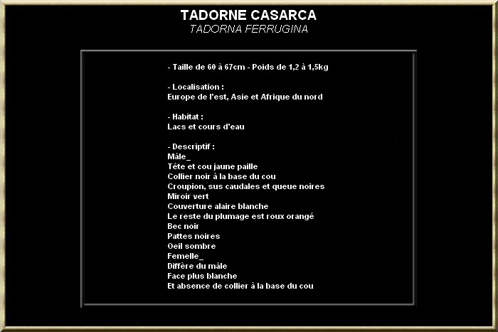 Tadorne casarca